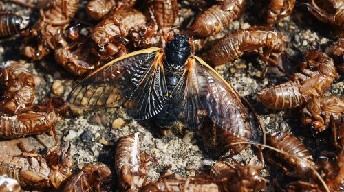 Food Town: Brood X Cicadas Emerging For The First Time In 17 Years, And You Can Eat Them