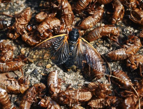 Food Town: Brood X Cicadas Emerging For The First Time In 17 Years, And You Can Eat Them
