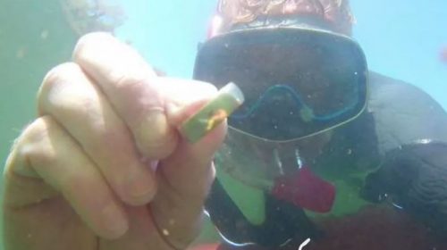 Diver Finds Lost Wedding Ring, Returns To Owner
