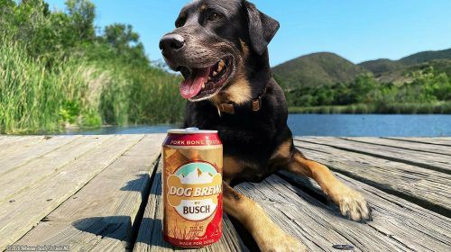 Busch will pay your pup $20,000 to be official dog brew taster